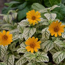Image result for Heliopsis scabra