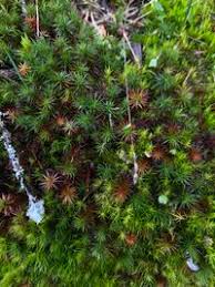 Attēlu rezultāti vaicājumam “Polytrichum juniperinum”