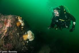 Image result for Eltham and District Sub Aqua Club