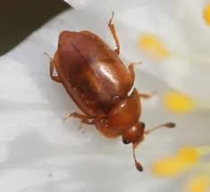 Attēlu rezultāti vaicājumam “Epuraea sp.”