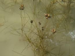 Attēlu rezultāti vaicājumam “Stuckenia filiformis flower”