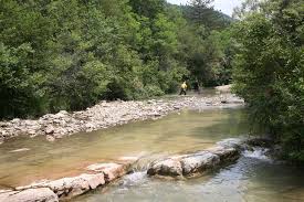 Image result for Squalius cephalus cavedanus