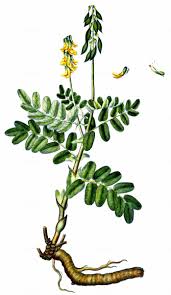 Attēlu rezultāti vaicājumam “Astragalus arenarius fruit”