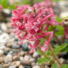 Attēlu rezultāti vaicājumam “Corydalis solida flower”