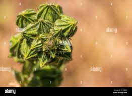 Attēlu rezultāti vaicājumam “Alcea rosea bud”