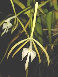 Attēlu rezultāti vaicājumam “Heterotrichia oerstedii (syn. Arcyria oerstedii) stalked”