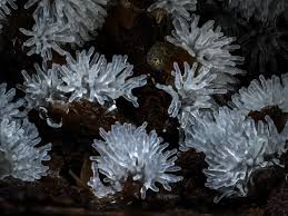 Attēlu rezultāti vaicājumam “Stemonitopsis amoena”