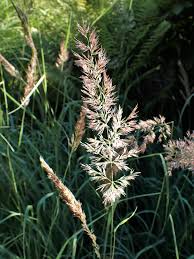Attēlu rezultāti vaicājumam “Calamagrostis epigeios”
