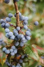 Attēlu rezultāti vaicājumam “Mahonia aquifolium fruit”