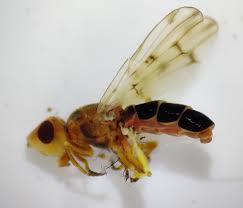 Attēlu rezultāti vaicājumam “Tetanops myopina”