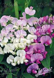 Attēlu rezultāti vaicājumam “Lathyrus latifolius flower”