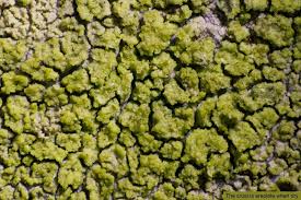 Attēlu rezultāti vaicājumam “Chrysothrix candelaris”