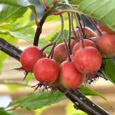 Attēlu rezultāti vaicājumam “Crataegus persimilis”