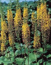 Attēlu rezultāti vaicājumam “Ligularia sibirica flower”