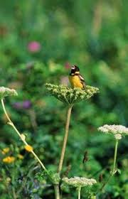 Image result for Emberiza aureola