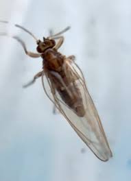 Attēlu rezultāti vaicājumam “Trioza dispar nymph”