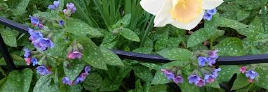 Attēlu rezultāti vaicājumam “Pulmonaria saccharata leaf”