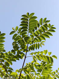 Attēlu rezultāti vaicājumam “Phellodendron amurense”