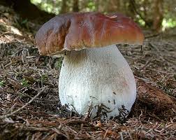 Attēlu rezultāti vaicājumam “Boletus edulis”