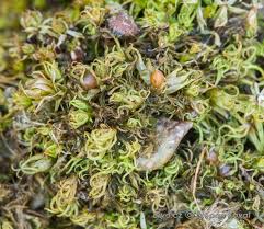 Attēlu rezultāti vaicājumam “Weissia squarrosa”