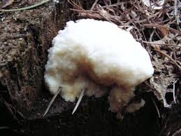 Attēlu rezultāti vaicājumam “Fuligo septica cf. rufa”