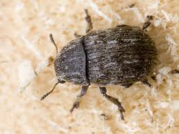 Attēlu rezultāti vaicājumam “Anthribus nebulosus”