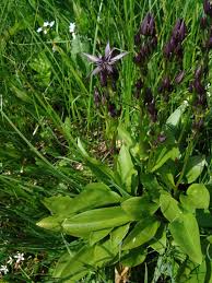 Attēlu rezultāti vaicājumam “Swertia perennis leaf”