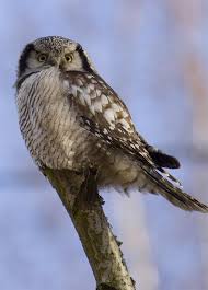 Image result for Surnia ulula