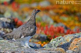 Image result for Lagopus muta