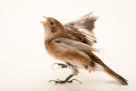 Attēlu rezultāti vaicājumam “Plectrophenax nivalis”