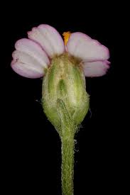 Attēlu rezultāti vaicājumam “Achillea millefolium bud”