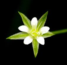 Attēlu rezultāti vaicājumam “Moehringia trinervia”