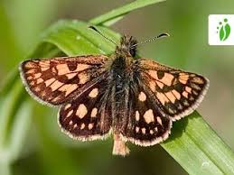 Attēlu rezultāti vaicājumam “Carterocephalus palaemon underside”