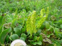 Attēlu rezultāti vaicājumam “Botrychium lunaria”