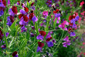 Image result for Lathyrus odoratus