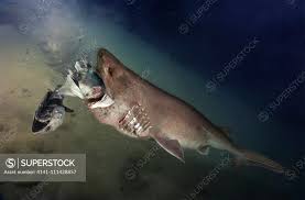 Image result for Hexanchus griseus