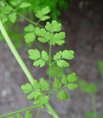 Image result for Adlumia fungosa