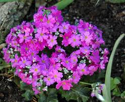 Image result for Primula malacoides