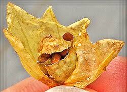 Attēlu rezultāti vaicājumam “Scopolia carniolica leaf”