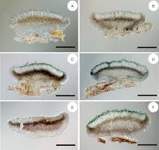 Attēlu rezultāti vaicājumam “Bacidia subincompta”