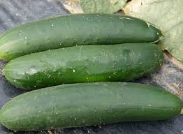 Image result for Gurke