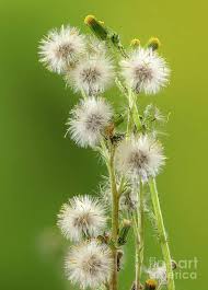 Attēlu rezultāti vaicājumam “Senecio vulgaris flower”