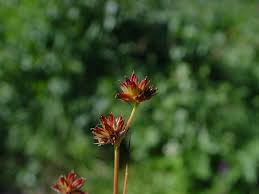 Attēlu rezultāti vaicājumam “Juncus squarrosus fruit”