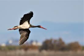 Attēlu rezultāti vaicājumam “Ciconia nigra”