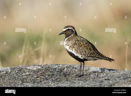 Attēlu rezultāti vaicājumam “Pluvialis apricaria adult”