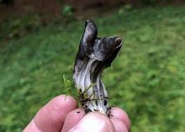 Attēlu rezultāti vaicājumam “Helvella lacunosa”