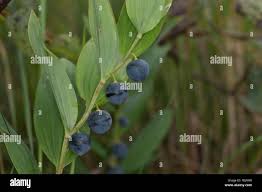 Attēlu rezultāti vaicājumam “Polygonatum odoratum fruit”