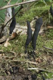 Attēlu rezultāti vaicājumam “Xylaria longipes”