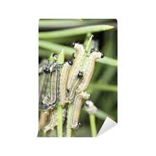 Attēlu rezultāti vaicājumam “Neodiprion sertifer”