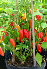 Afbeeldingsresultaat voor paper lantern hot pepper